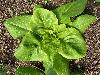 Little Gem Head Lettuce